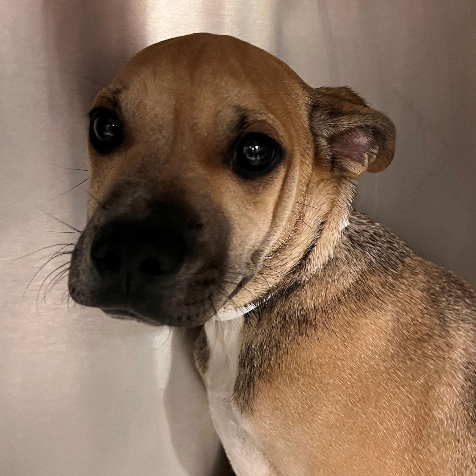 TOBY - Unknown available for adoption