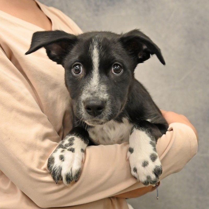 SLURPEE - Unknown available for adoption