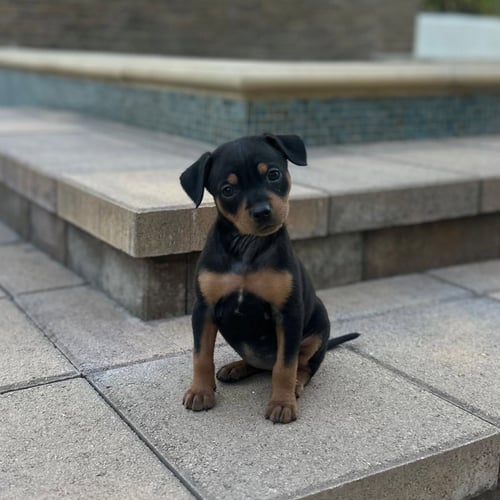 EARTH - Unknown available for adoption