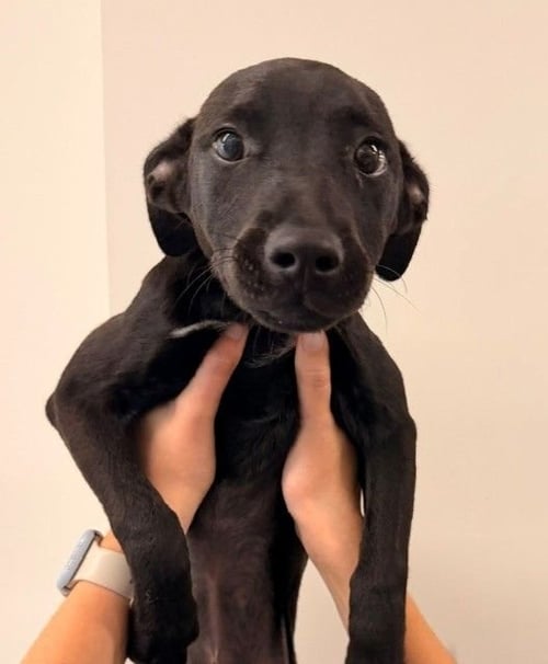 ADELINE - Unknown available for adoption