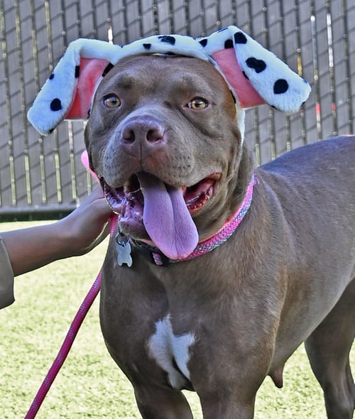 GERTIE - Unknown available for adoption