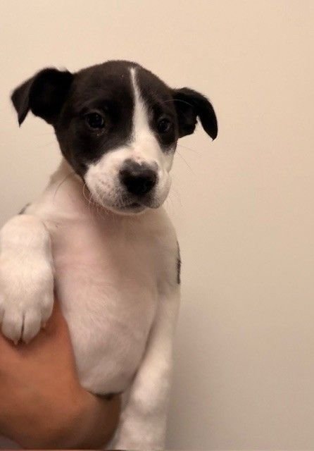 VIOLIN - Unknown available for adoption