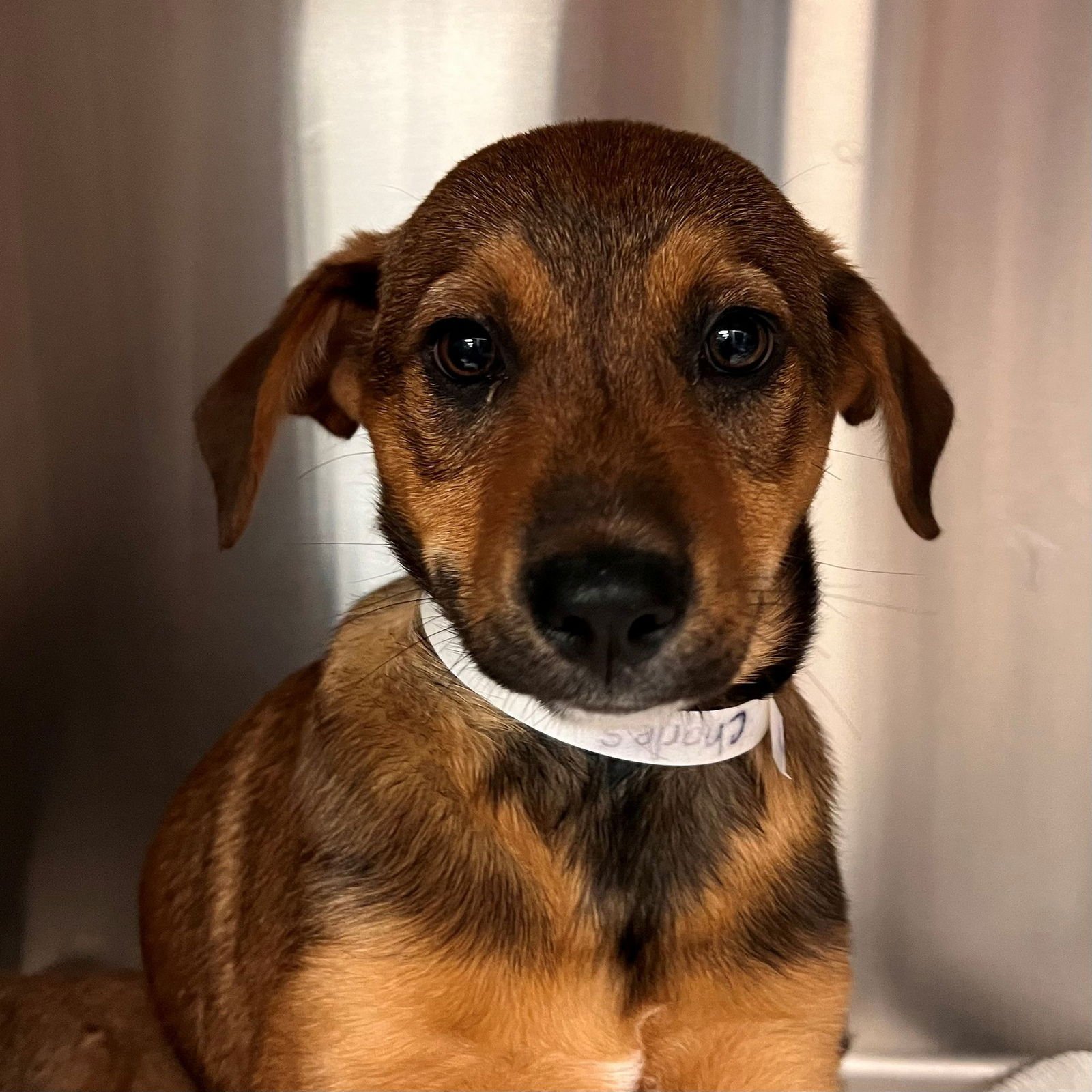 CHARLES - Unknown available for adoption