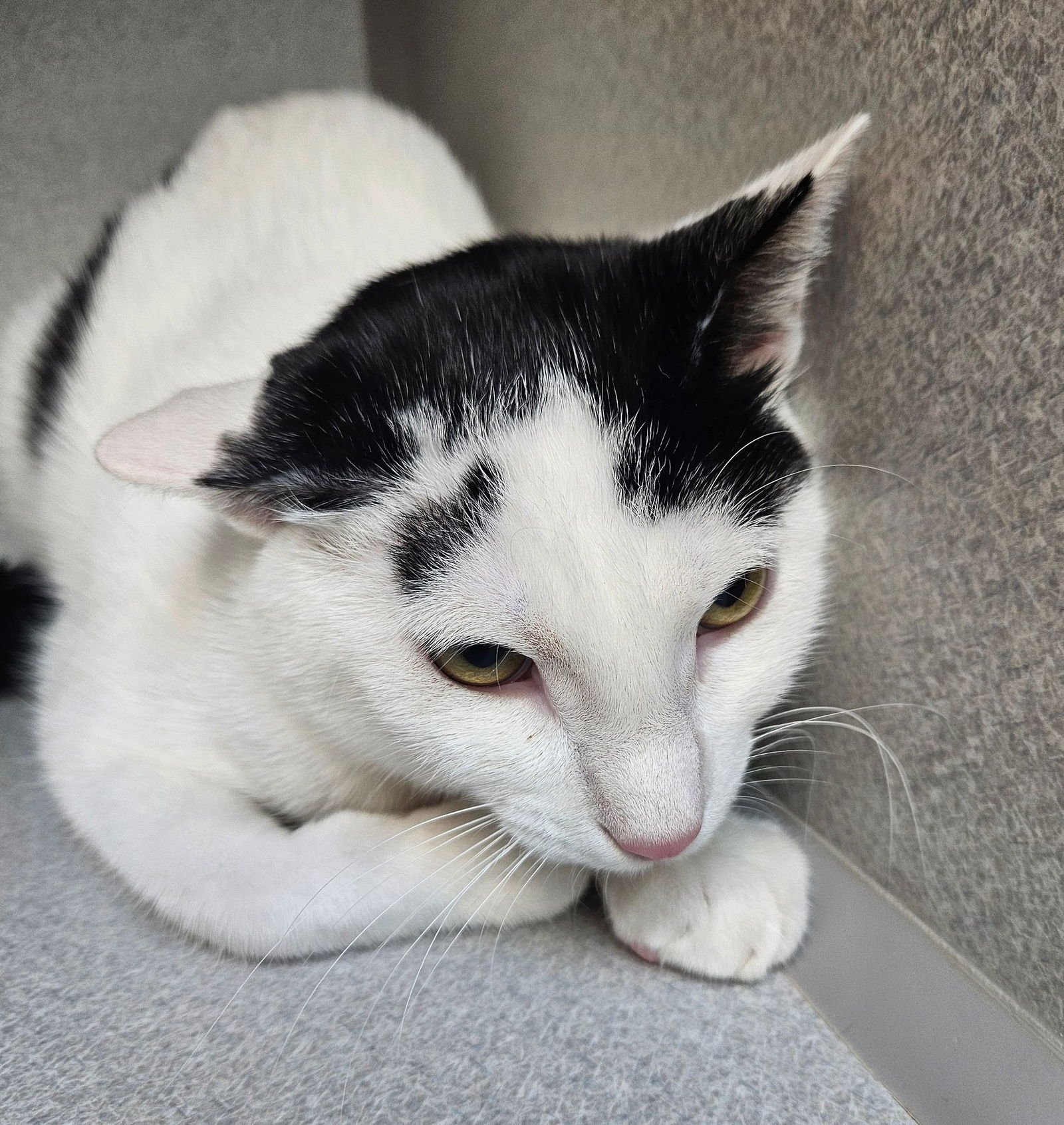 TARRAGON - Unknown available for adoption