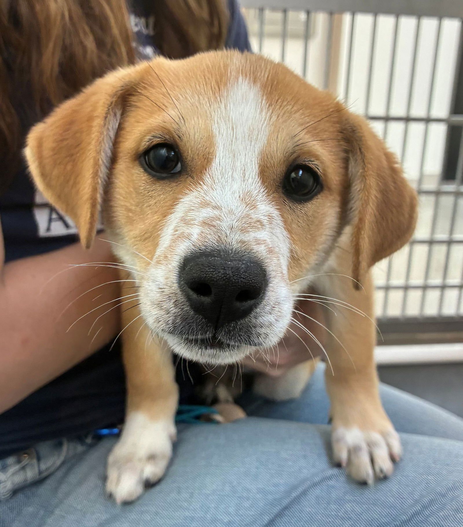 ROBIN - Unknown available for adoption