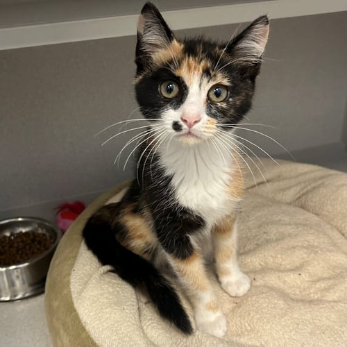 RIHANNA - Unknown available for adoption
