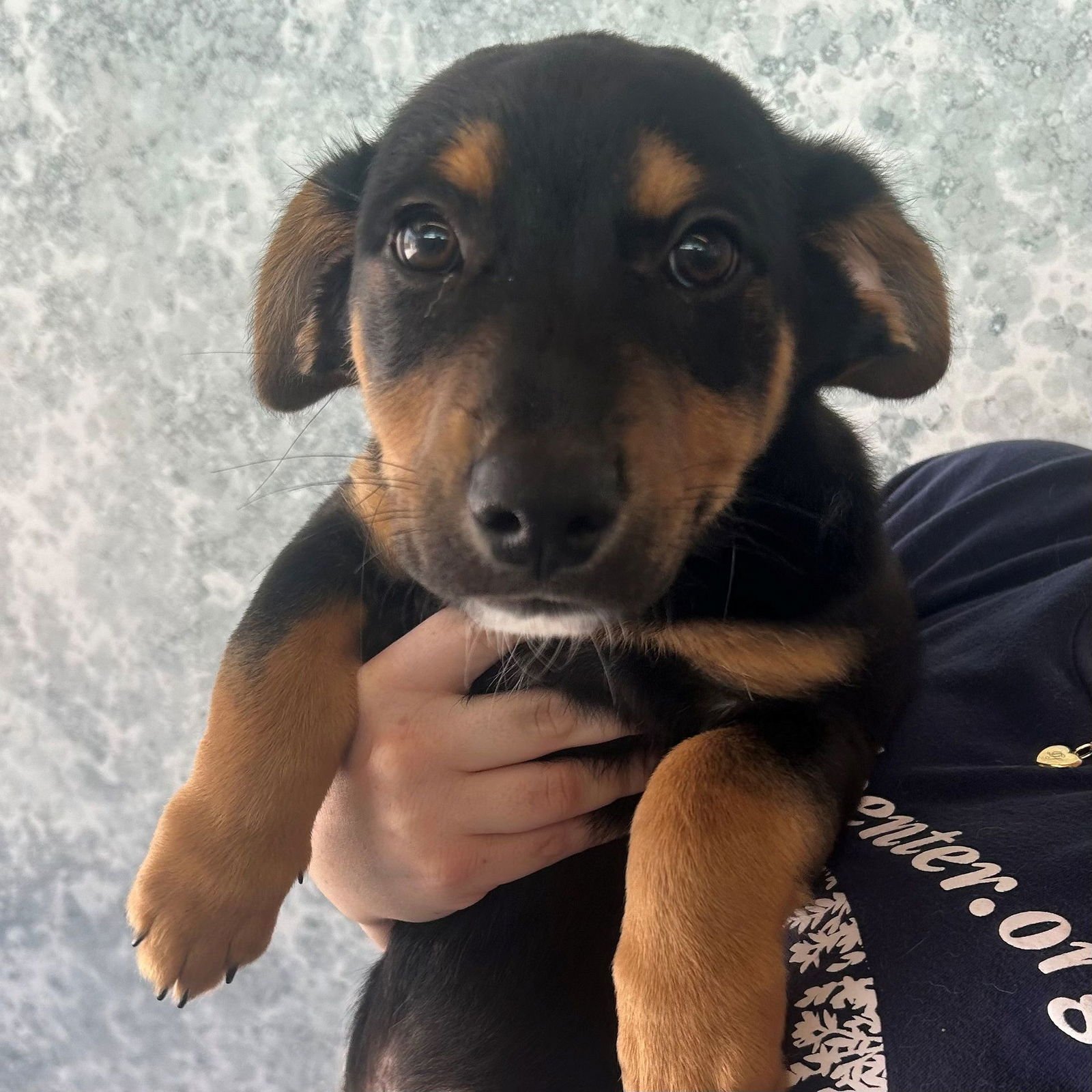 NOAH - Unknown available for adoption