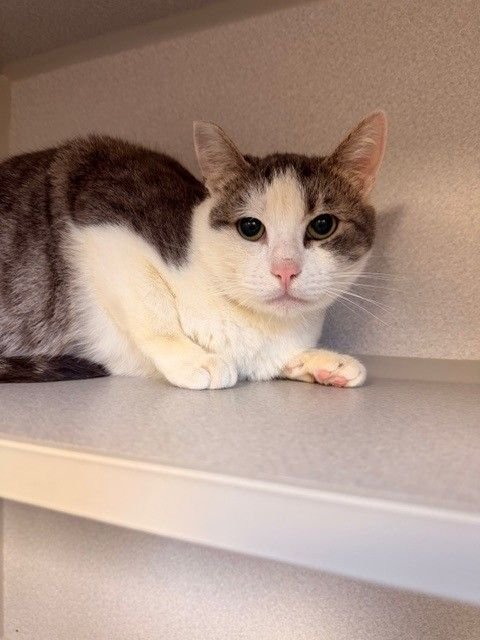 GENESIS - Unknown available for adoption