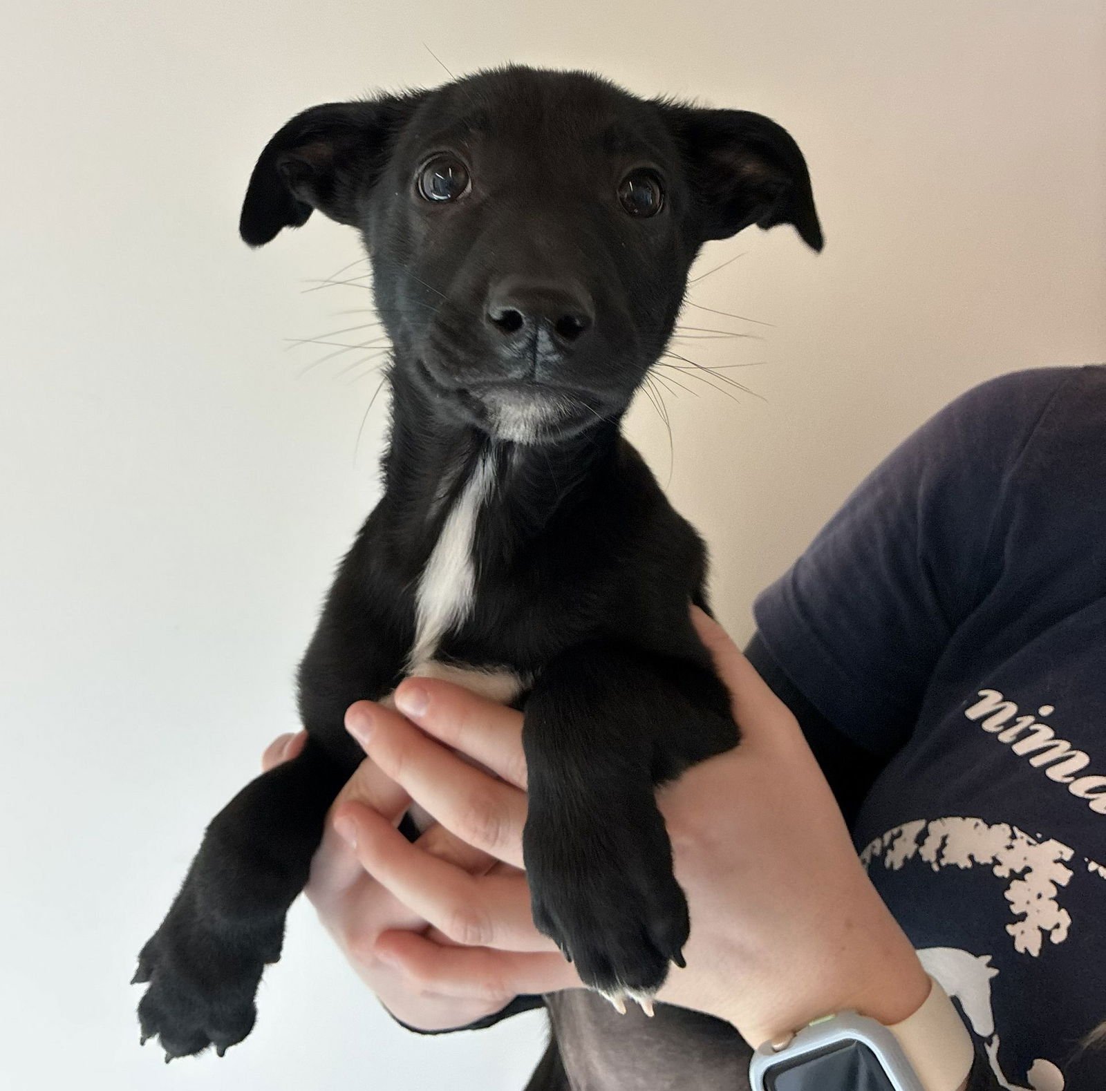 OKRA - Unknown available for adoption