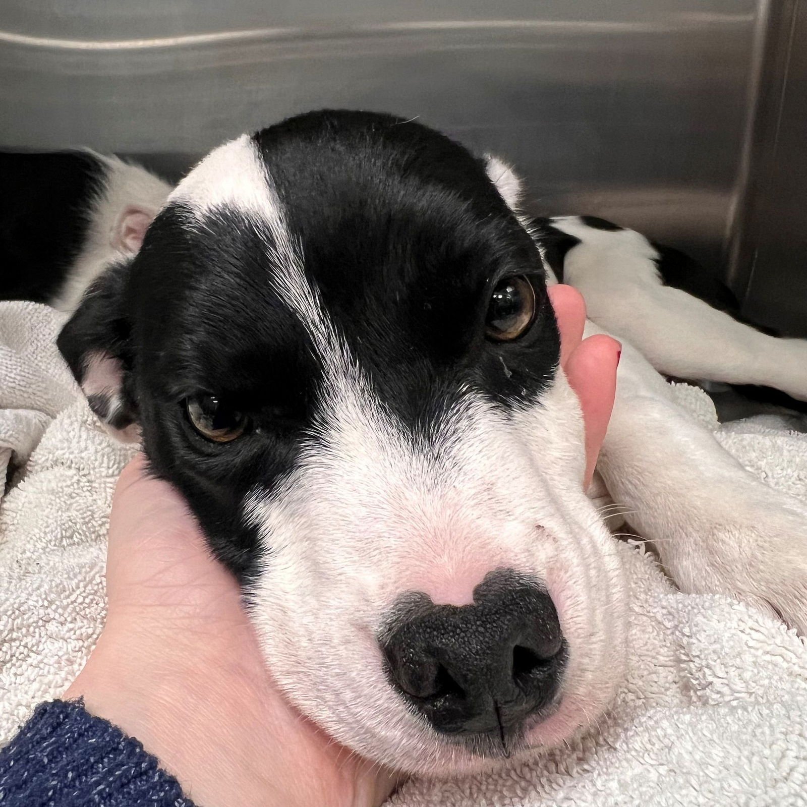 RED - Unknown available for adoption