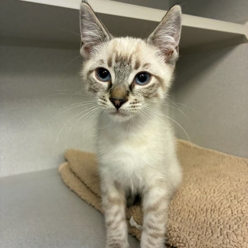BREAKFAST - Unknown available for adoption