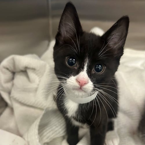 BOOP - Unknown available for adoption