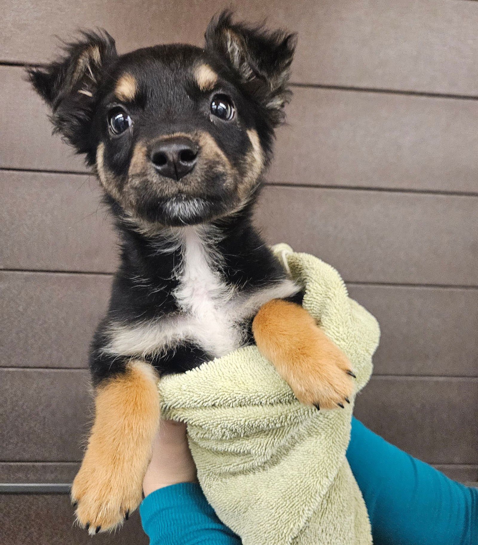 MONOPOLY - Unknown available for adoption