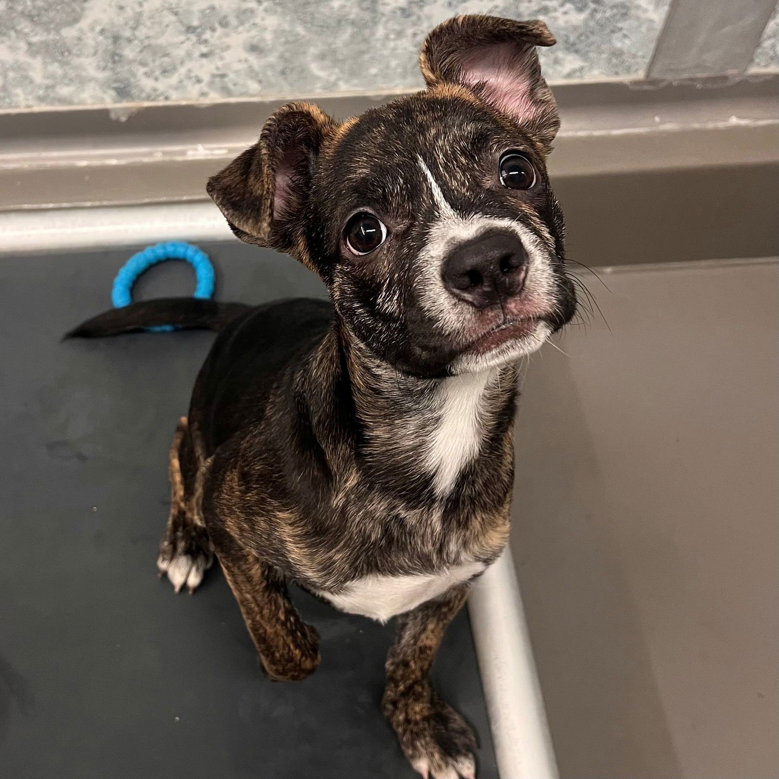 KRINGLE - Unknown available for adoption