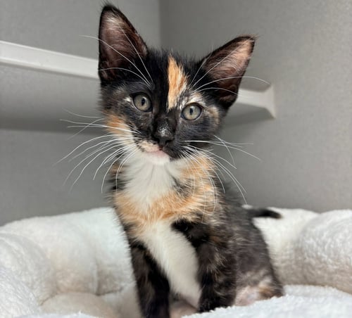 SPACE - Unknown available for adoption
