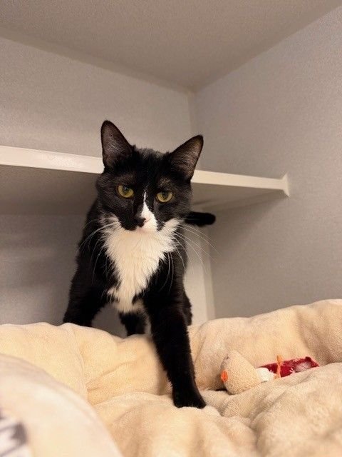 RAVEN - Unknown available for adoption