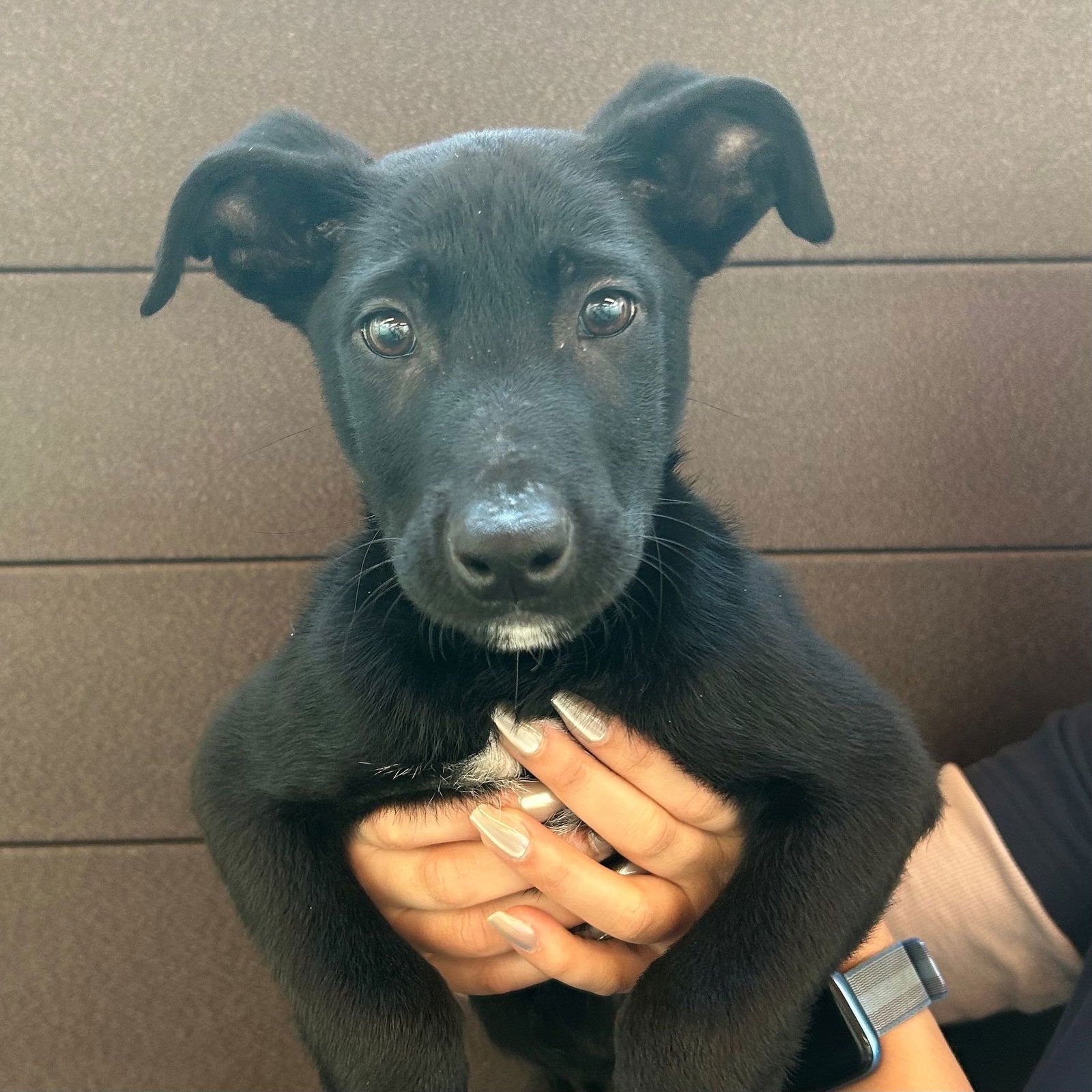 MAC N CHEESE - Unknown available for adoption