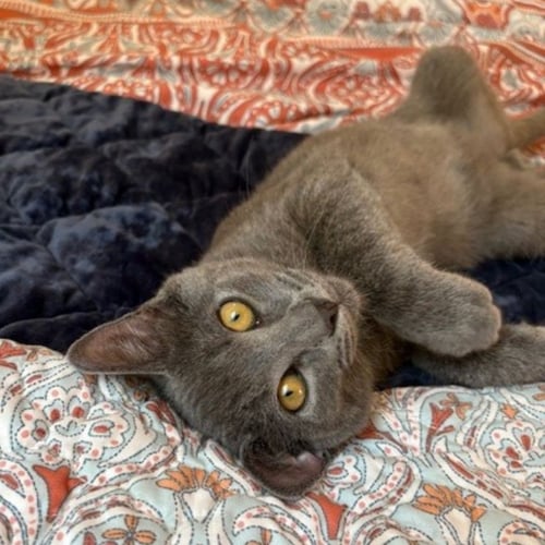 ROLY - Unknown available for adoption