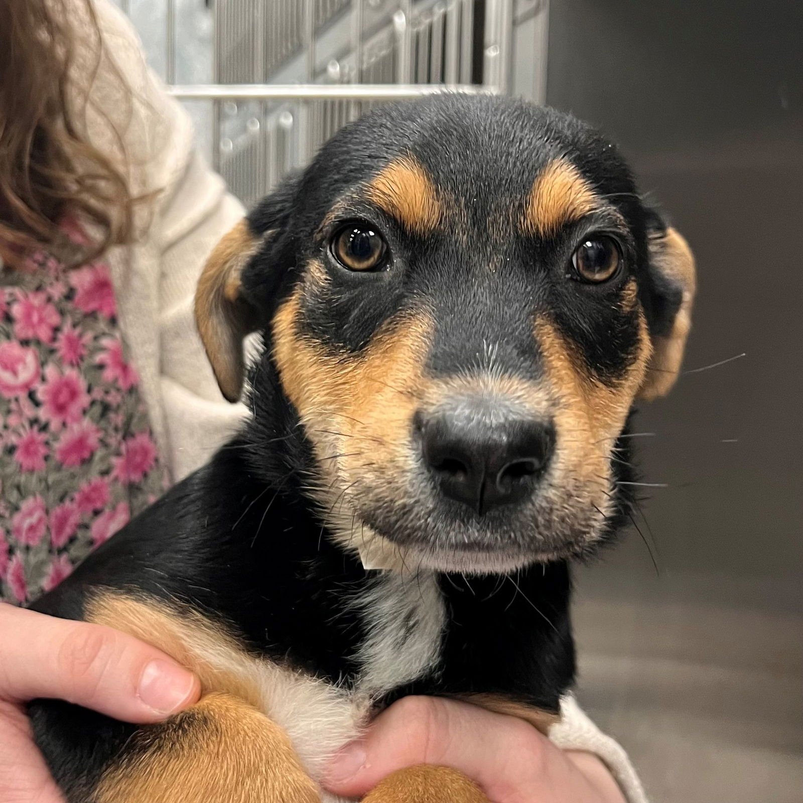 CALVIN - Unknown available for adoption