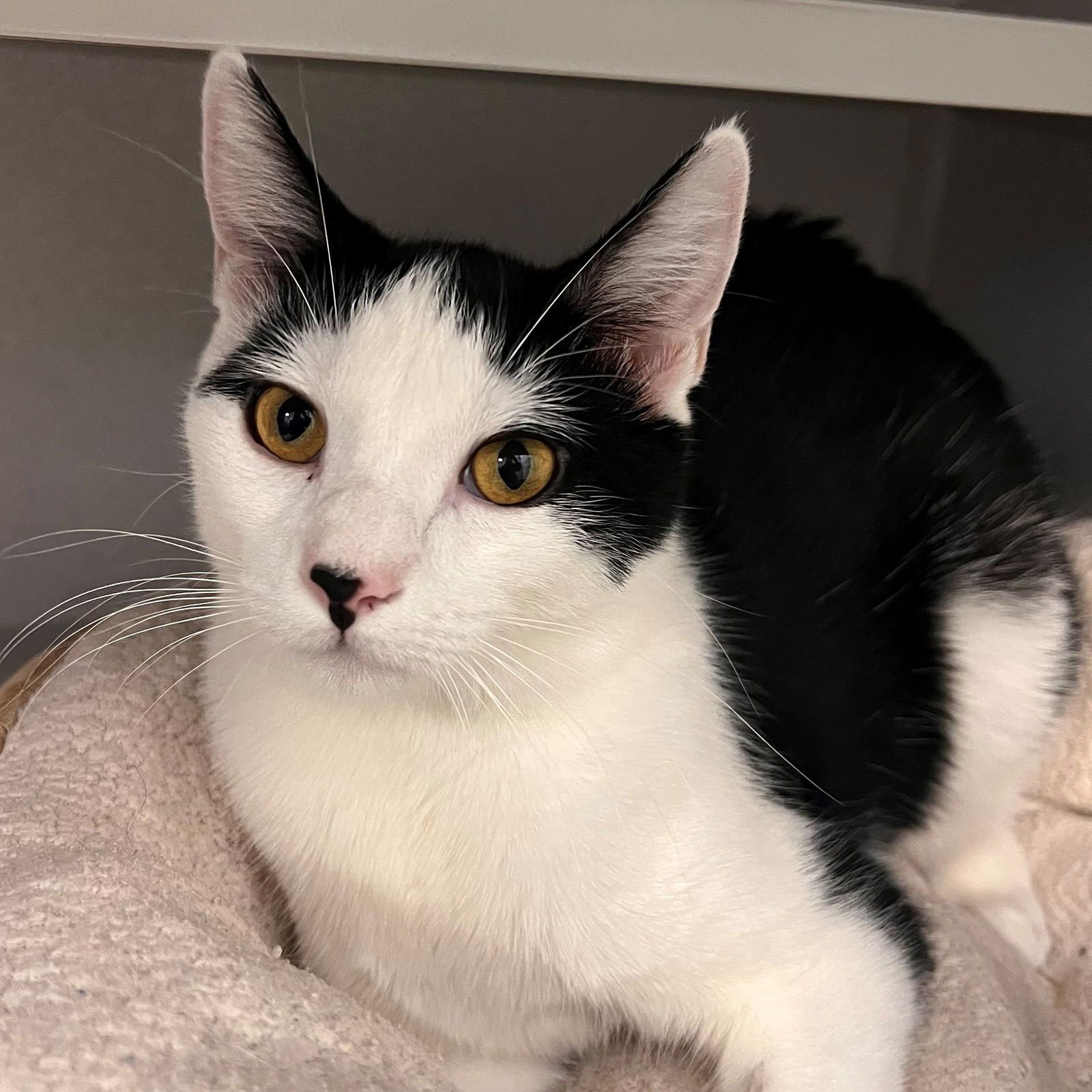 BELLA - Unknown available for adoption