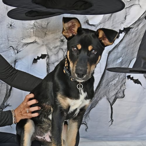 CHANCE - Unknown available for adoption