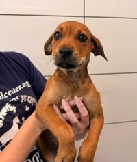 Tostada - Photo 1