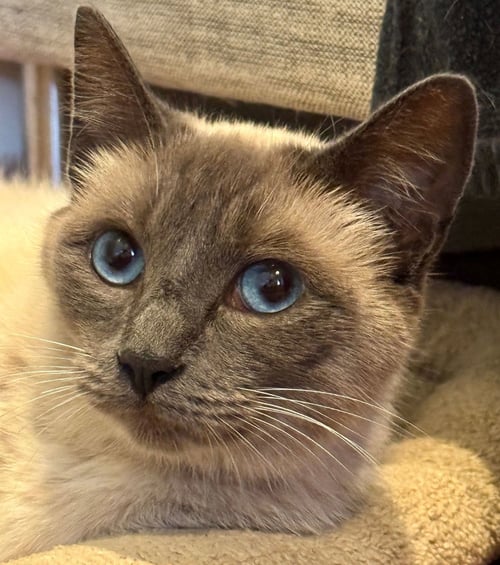 CYAN - Unknown available for adoption
