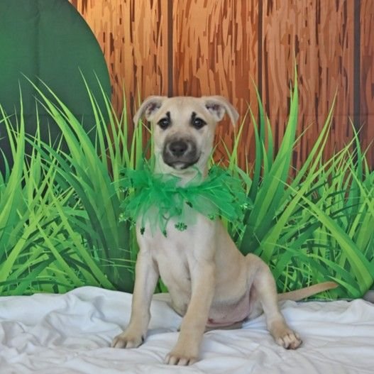 MUSTARD - Unknown available for adoption