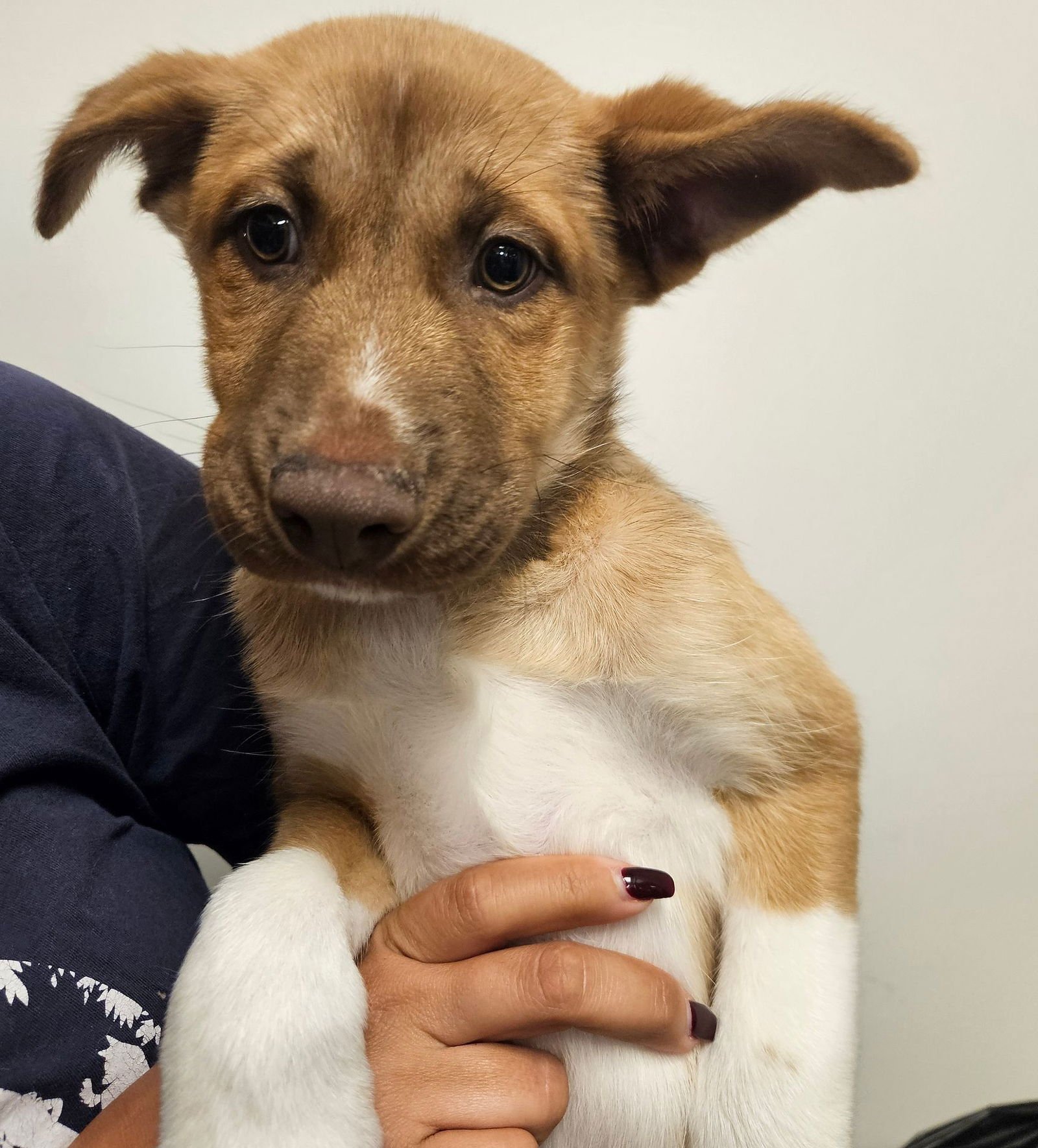 ALEXA - Unknown available for adoption