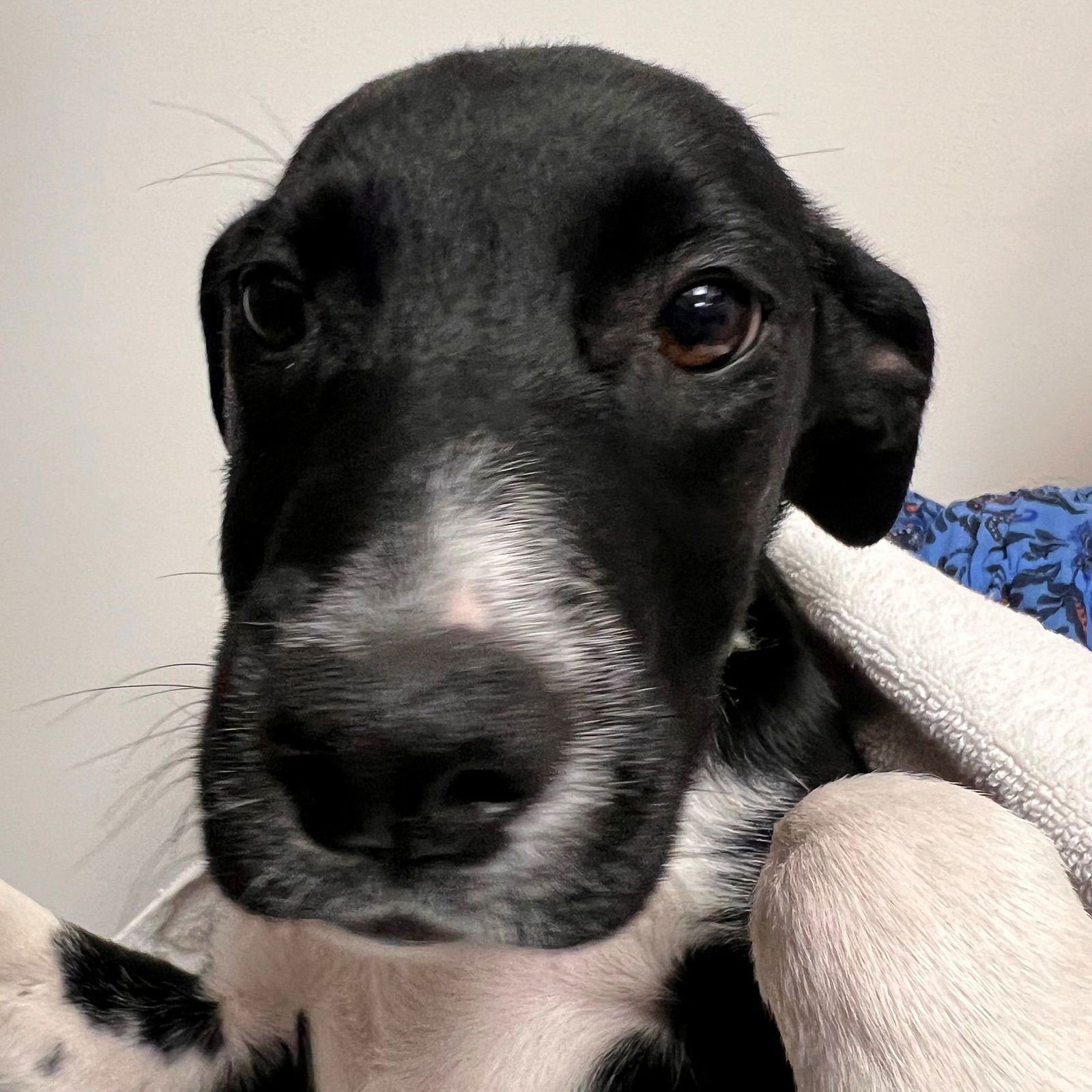 SILVER - Unknown available for adoption