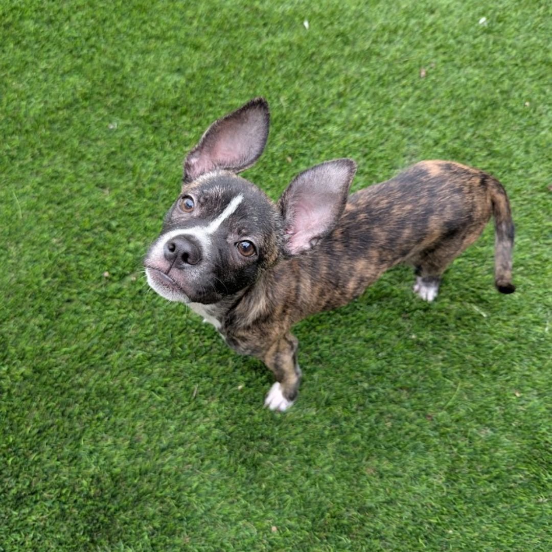 SAINT - Unknown available for adoption