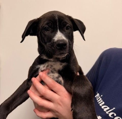 DUCK - Unknown available for adoption