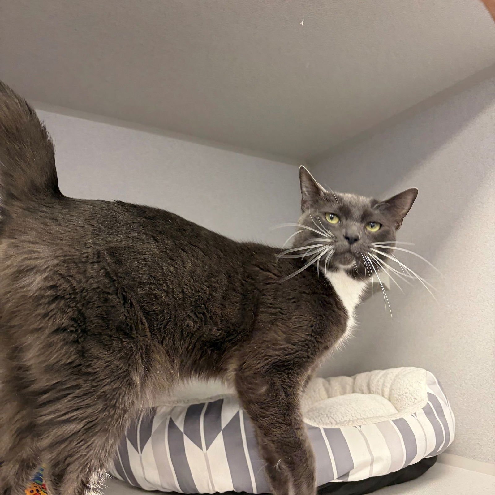 BUN - Unknown available for adoption