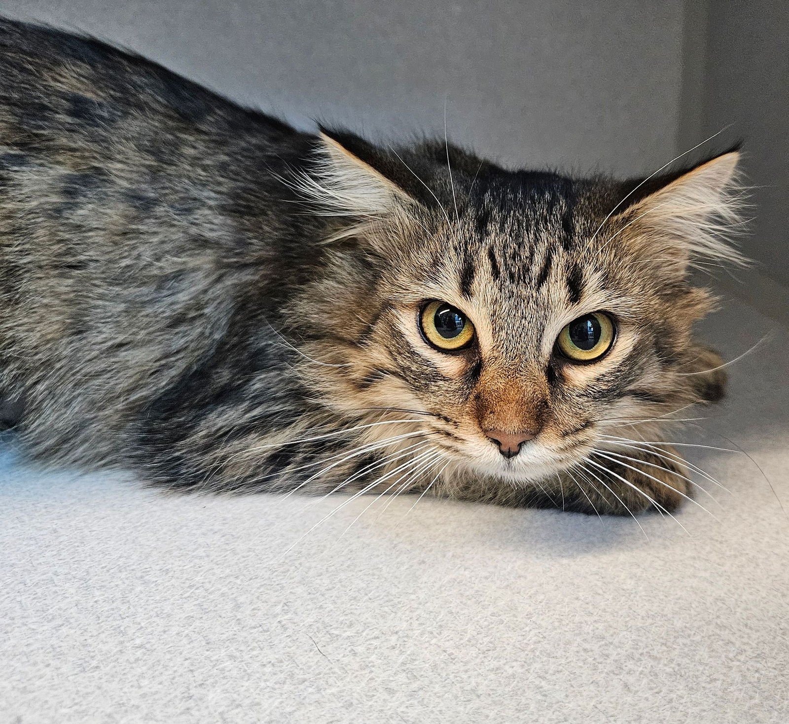 FRUIT - Unknown available for adoption