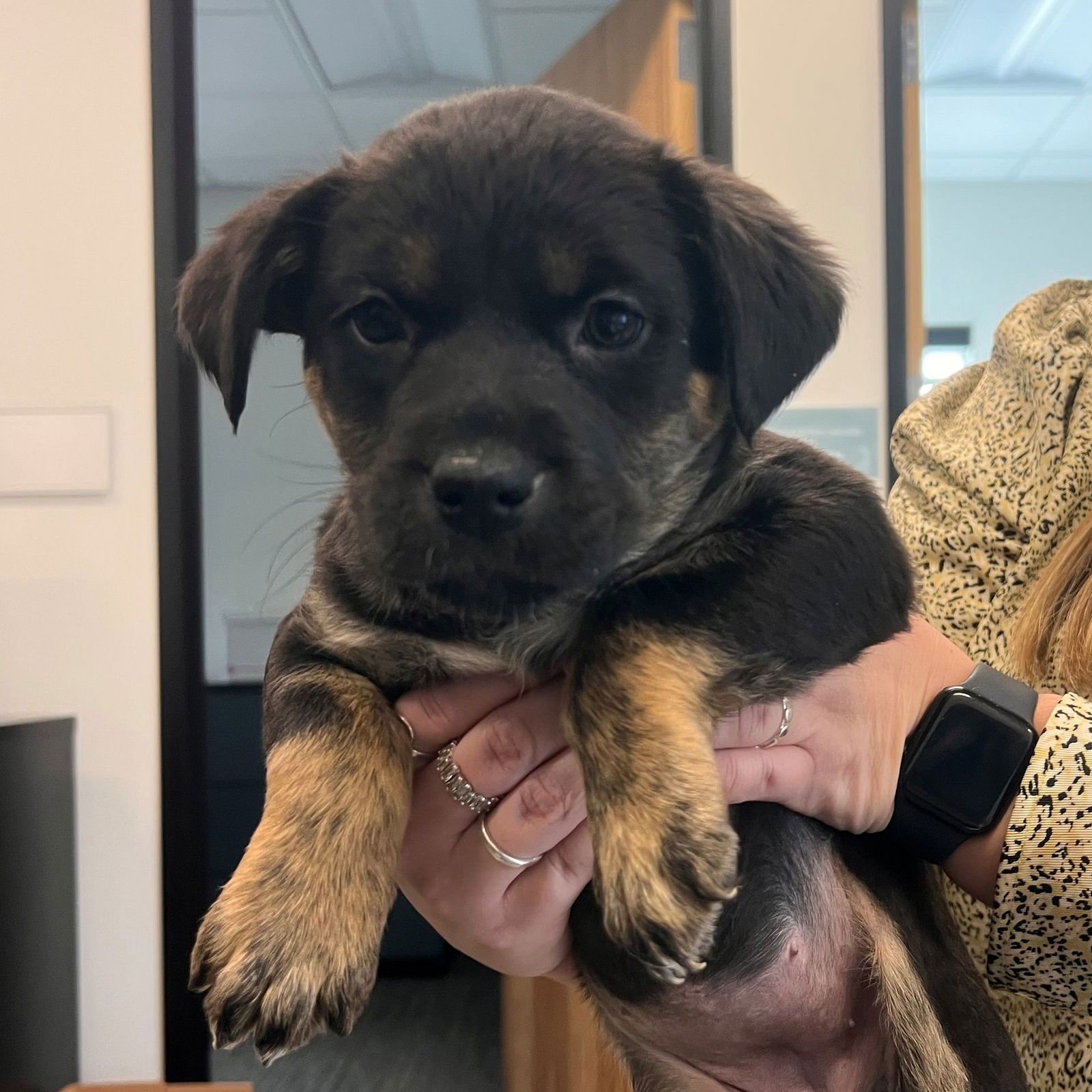 CALLING BIRD - Unknown available for adoption