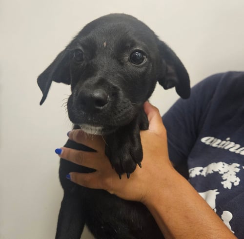 ALEX - Unknown available for adoption