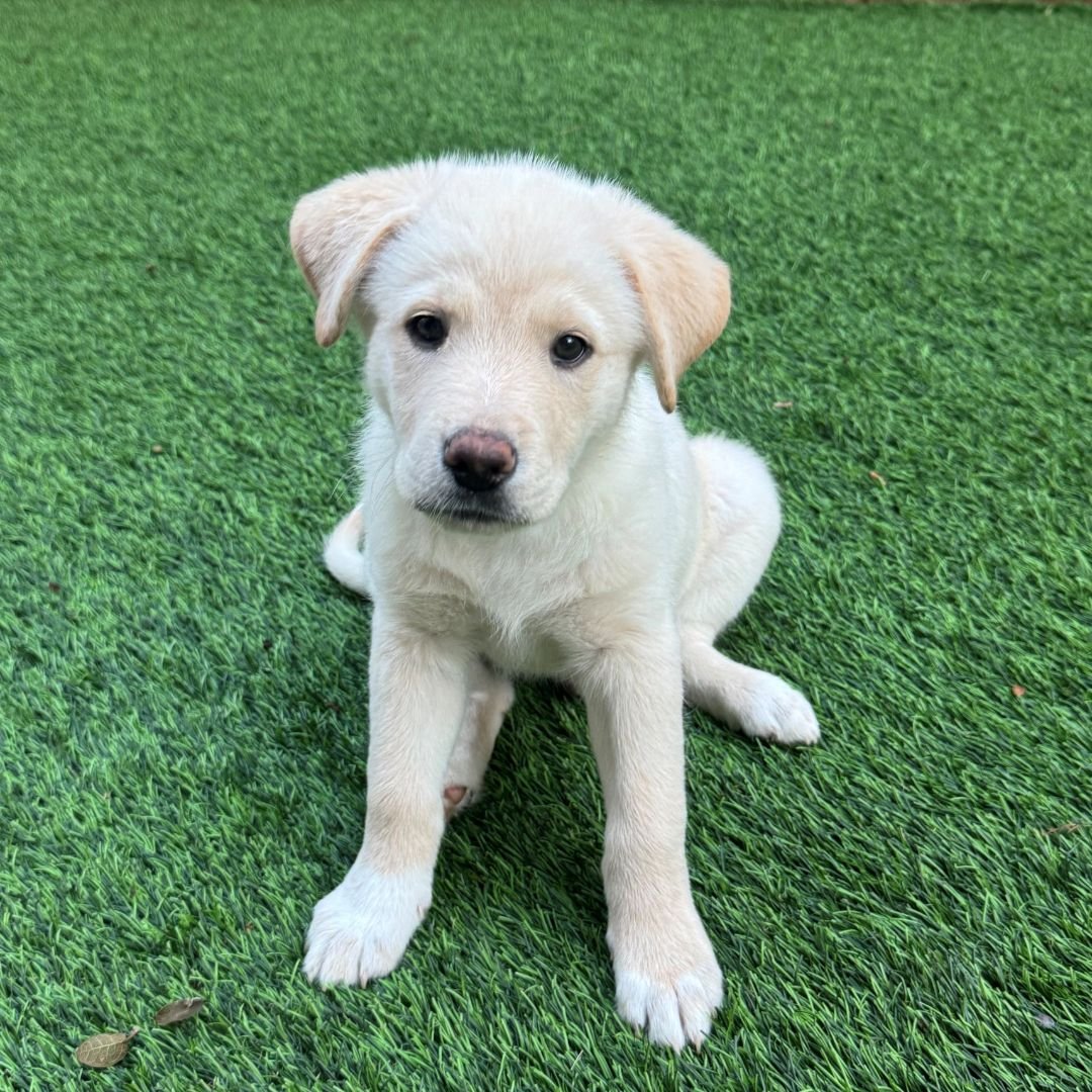 POLAR BEAR - Unknown available for adoption