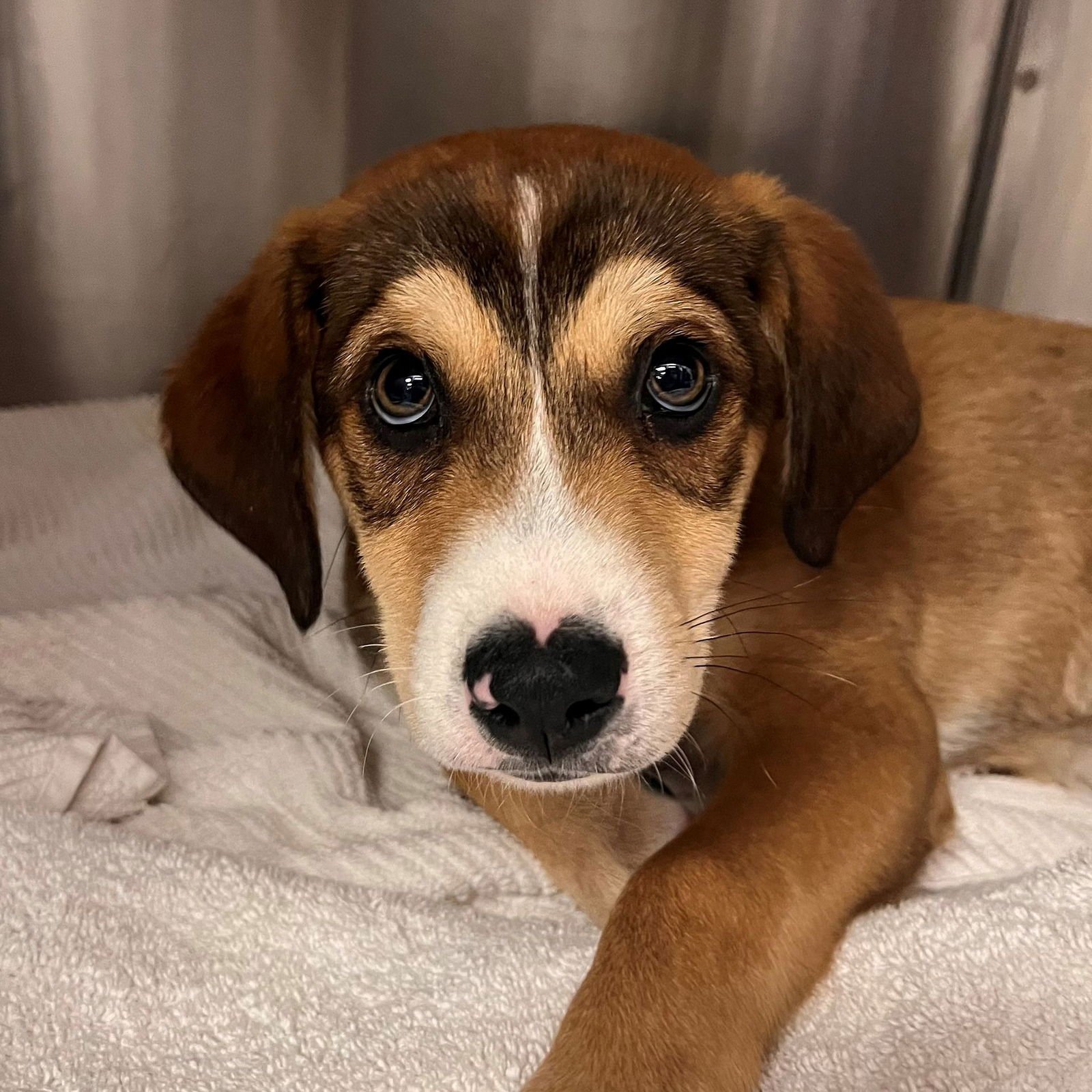 COLTON - Unknown available for adoption