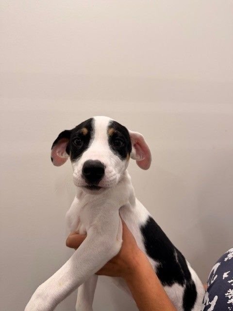 PINEAPPLE - Unknown available for adoption