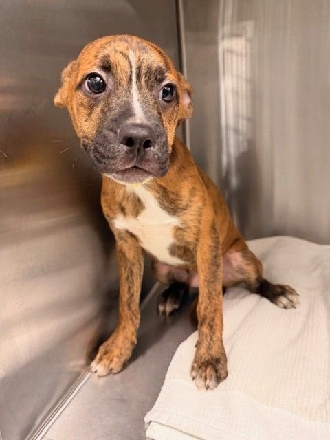 MIKEY - Unknown available for adoption