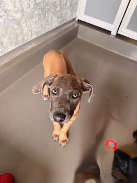 SPHINX - Unknown available for adoption