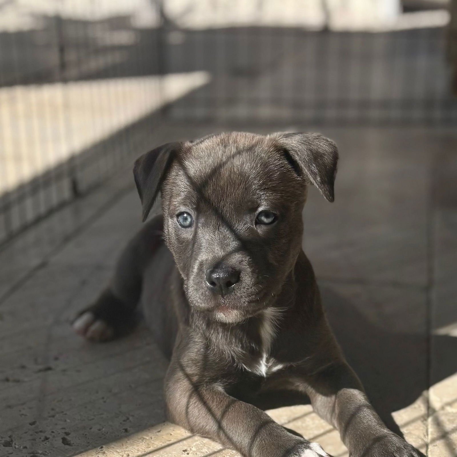 RING - Unknown available for adoption