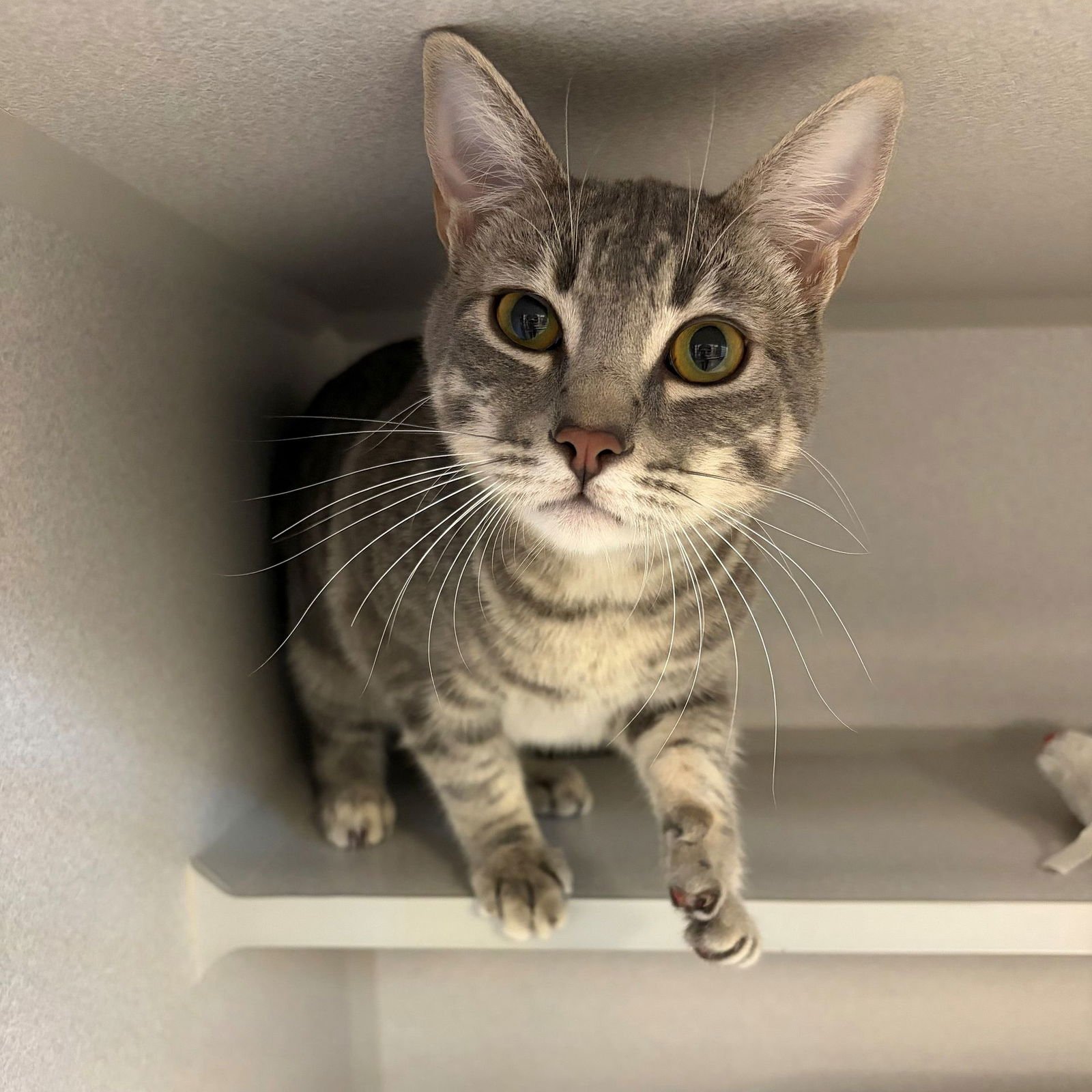 TESSA - Unknown available for adoption