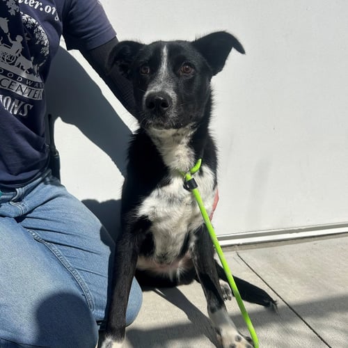 SLURPEE - Unknown available for adoption