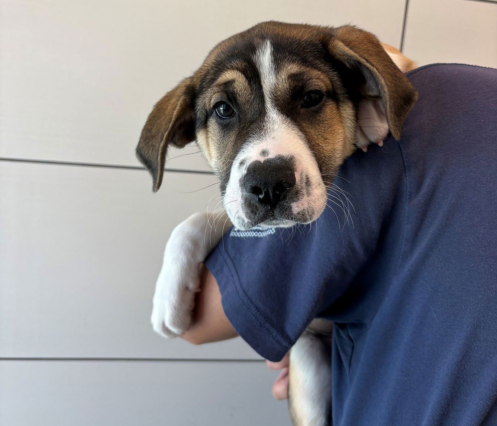 WEDGE - Unknown available for adoption