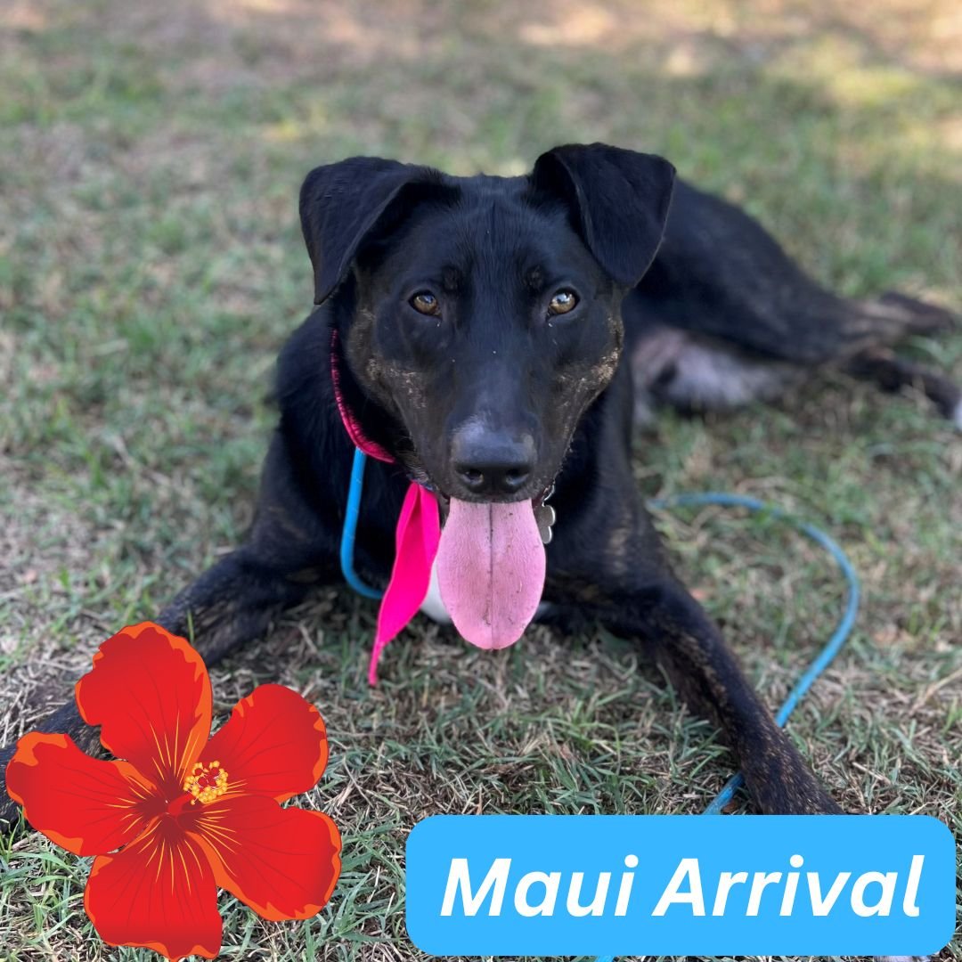 PAPAYA - Unknown available for adoption