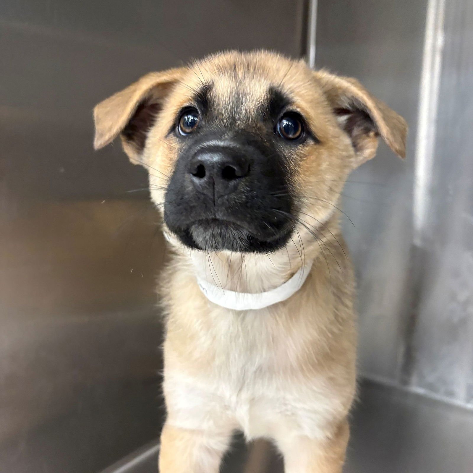 AQUAMAN - Unknown available for adoption