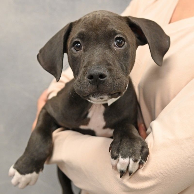 DILL - Unknown available for adoption