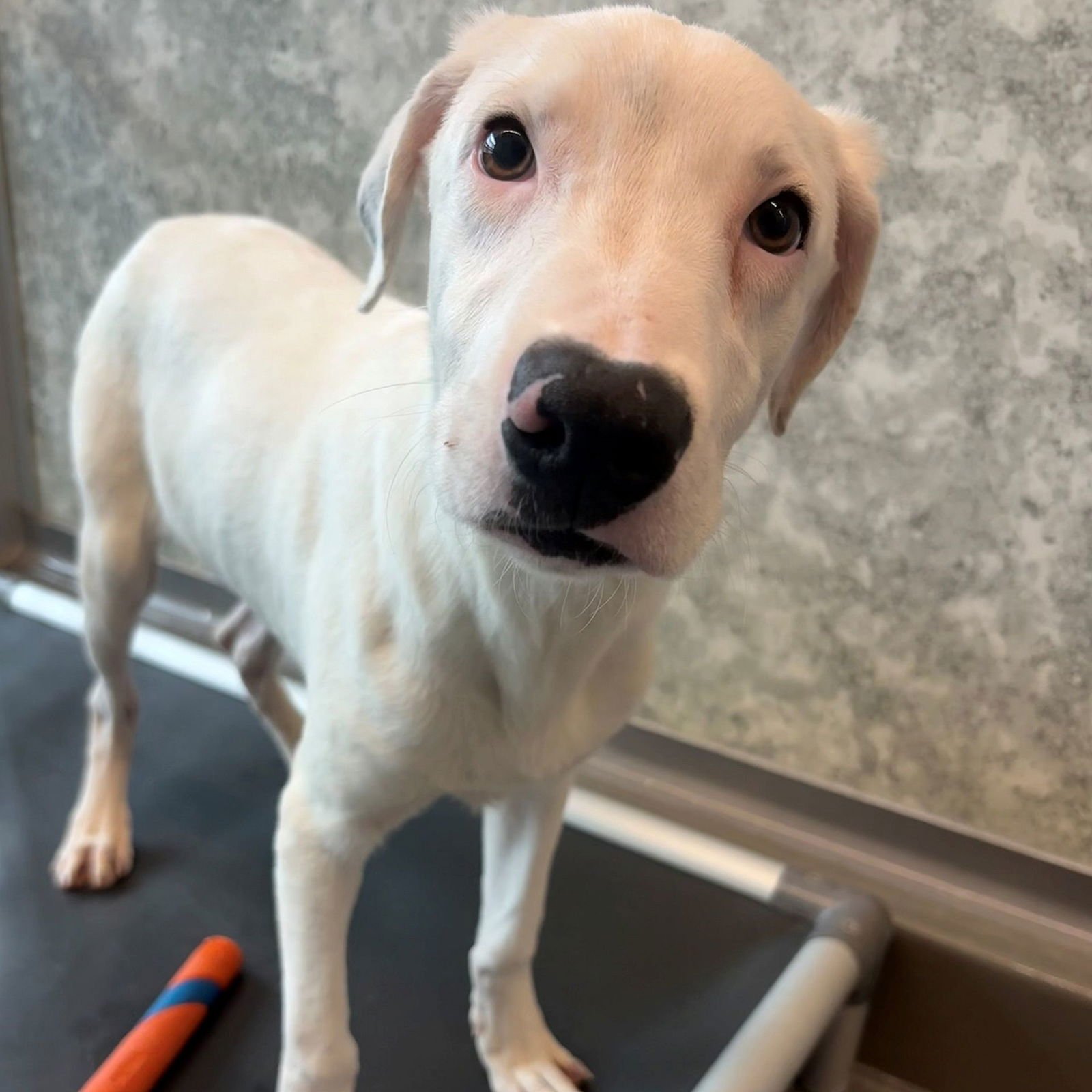 ARCTIC - Unknown available for adoption