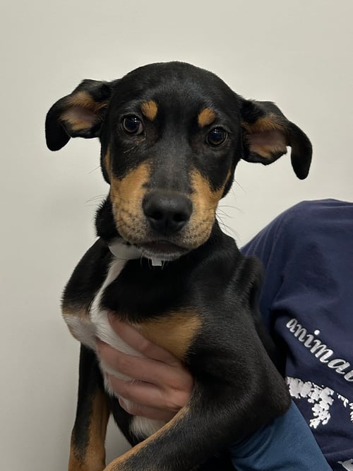 YOSHI - Unknown available for adoption